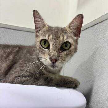 Nina -  Domestic Short Hair Cat for Adoption in Tampa, Florida - Nina | PetCurious