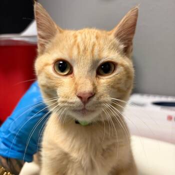 Domestic Short Hair Cats Available for Adoption - Richard | PetCurious