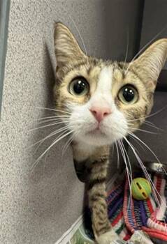 TTYL -  Domestic Short Hair Cat for Adoption in Peoria, Illinois - TTYL | PetCurious