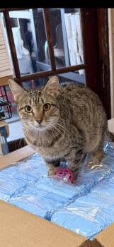 Rescue Domestic Short Hair Cats for Adoption in Freeport, New York - Clementine | PetCurious