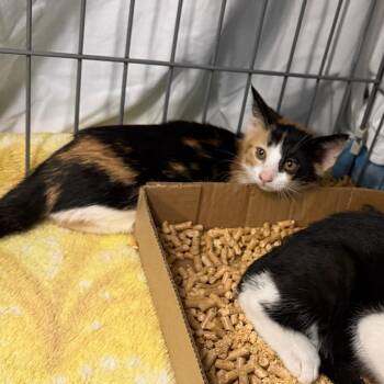 Domestic Short Hair Cats Available for Adoption in Troy, Virginia - Monopoly | PetCurious