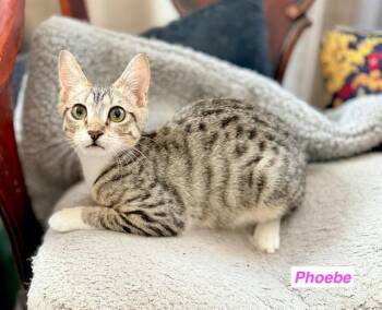 Phoebe -  Domestic Short Hair Cat for Adoption in South Pasadena, California - Phoebe | PetCurious
