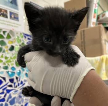 SEVRO -  Domestic Short Hair Cat for Adoption in Pensacola, Florida - SEVRO | PetCurious