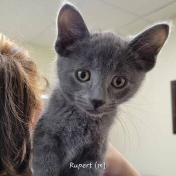 Russian Blue Cats Available for Adoption in Mazon, Illinois - Rupert | PetCurious