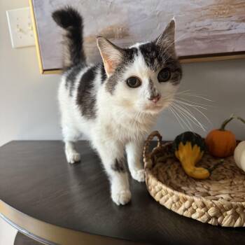 Jesse -  Domestic Medium Hair and Tabby Cat for Adoption in Greensboro, North Carolina - Jesse | PetCurious