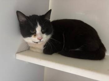 Rescue Domestic Short Hair Cats for Adoption in Wabash, Indiana - Jack | PetCurious