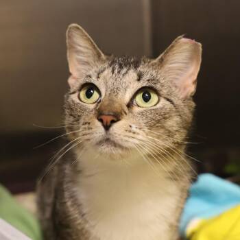 Domestic Short Hair Cats Available for Adoption in Briarcliff Manor, New York - Rosie | PetCurious