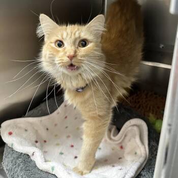 Ruth Union Petsense -  Domestic Medium Hair Cat for Adoption in Union, Missouri - Ruth Union Petsense | PetCurious