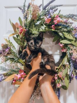 Brookie -  Domestic Short Hair Cat for Adoption in Goodyear, Arizona - Brookie | PetCurious