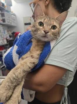 Kona -  Domestic Medium Hair and Domestic Short Hair Cat for Adoption in West Chester, Pennsylvania - Kona | PetCurious