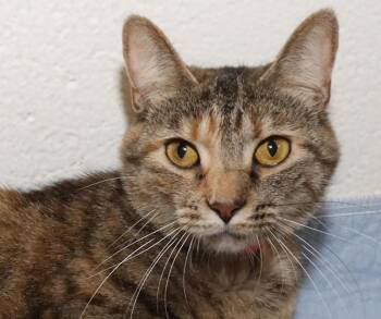 Yoko -  Dilute Tortoiseshell Cat for Adoption in Euclid, Ohio - Yoko | PetCurious