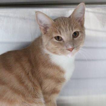 Sunny -  Domestic Short Hair Cat for Adoption in Des Moines, Iowa - Sunny | PetCurious