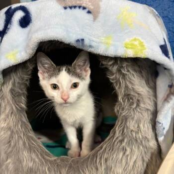 Rescue Domestic Short Hair Cats for Adoption in Mokena, Illinois - Holly | PetCurious