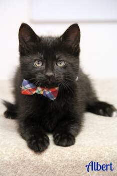 Domestic Short Hair Cats Available for Adoption in Vinton, Iowa - Albert  | PetCurious