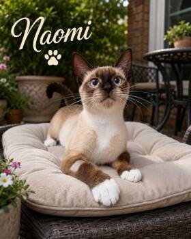 Naomi -  Siamese Cat for Adoption in Hopkinton, Massachusetts - Naomi | PetCurious