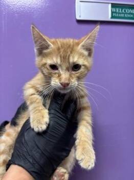 61779805 -  Domestic Short Hair Cat for Adoption in El Paso, Texas - 61779805 | PetCurious