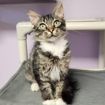 Ivan -  Domestic Medium Hair Cat for Adoption in Marshfield, Wisconsin - Ivan | PetCurious