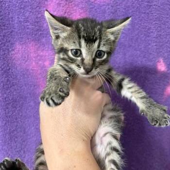 Diesel -  Domestic Short Hair Cat for Adoption in Wichita, Kansas - Diesel | PetCurious