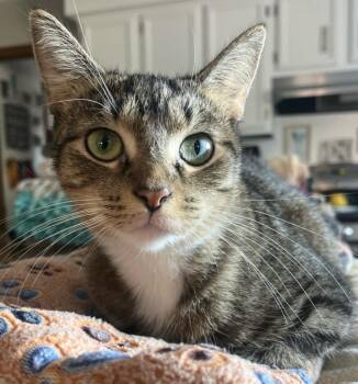 Rescue Domestic Short Hair and Tabby Cats for Adoption in Lemont, Illinois - Betty | PetCurious