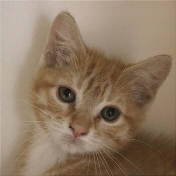 Dorito -  Domestic Short Hair Cat for Adoption in Champaign, Illinois - Dorito | PetCurious