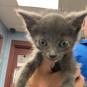 Michael -  Domestic Short Hair Cat for Adoption in Saint Joseph, Missouri - Michael | PetCurious