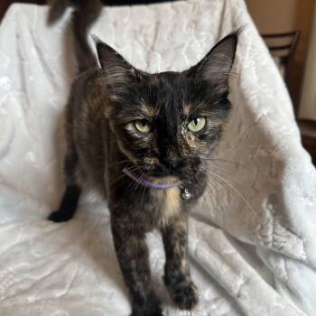 Rescue Domestic Short Hair Cats for Adoption in Monroe, Michigan - Mai Tai | PetCurious