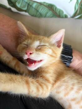 Domestic Short Hair Cats Available for Adoption in San Antonio, Texas - TEDDY | PetCurious