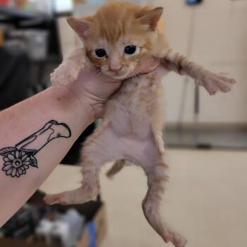 Tuck -  Domestic Short Hair Cat Available for Adoption in Lake Panasoffkee, Florida - Tuck | PetCurious