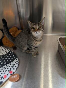 Florance -  Domestic Short Hair Cat for Adoption in Chambersburg, Pennsylvania - Florance | PetCurious