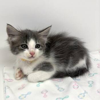 Tanya -  Tabby Cat for Adoption in Trophy Club, Texas - Tanya | PetCurious