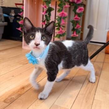 Domestic Short Hair and Tuxedo Cats Available for Adoption - Oreo Montes | PetCurious