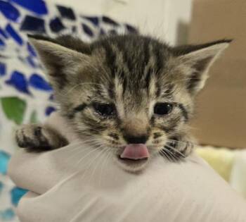 Domestic Short Hair Cats Available for Adoption in Pensacola, Florida - GIGI | PetCurious