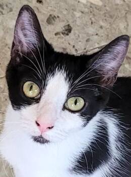 Rescue Domestic Short Hair Cats for Adoption in Austin, Texas - Poppet | PetCurious