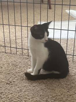 Romeo -  Tuxedo Cat for Adoption in Tehachapi, California - Romeo | PetCurious