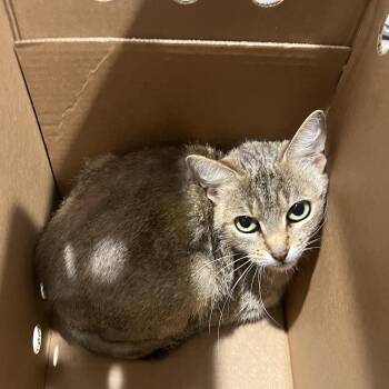 Sally -  Domestic Short Hair Cat for Adoption in Tampa, Florida - Sally | PetCurious