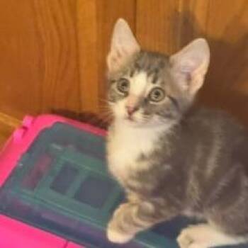 Flash -  Domestic Short Hair Cat for Adoption in Madison, Wisconsin - Flash | PetCurious