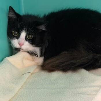 Babycakes -  Domestic Long Hair Cat for Adoption in Owosso, Michigan - Babycakes | PetCurious