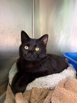 Domestic Short Hair Cats Available for Adoption in Dalton, Georgia - Nash | PetCurious