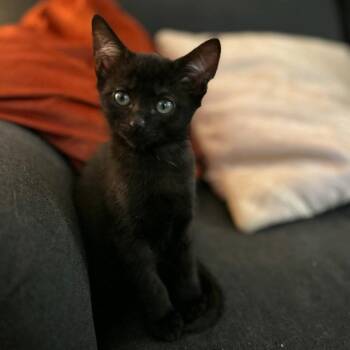 Dallas -  Domestic Short Hair Cat for Adoption in Murfreesboro, Tennessee - Dallas | PetCurious