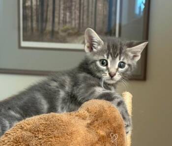 Jonas -  Tabby Cat for Adoption in Wayne, New Jersey - Jonas | PetCurious