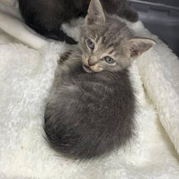 Sylveon -  Domestic Short Hair Cat for Adoption in Dickinson, Texas - Sylveon | PetCurious