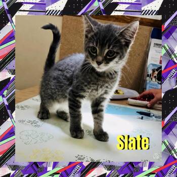 Slate -  Domestic Medium Hair Cat for Adoption in Red Lodge, Montana - Slate | PetCurious