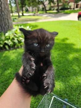 SUGAR -  Domestic Short Hair Cat for Adoption in Houston, Texas - SUGAR | PetCurious