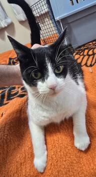 Domestic Short Hair Cats Available for Adoption - DANNY | PetCurious