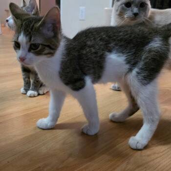 Mountain Climber -  Domestic Short Hair Cat for Adoption in Grantsville, Utah - Mountain Climber | PetCurious