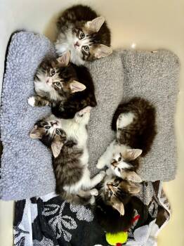 Kitten Adoption-Jul 27 Sun -  Domestic Short Hair Cat for Adoption in Mississauga, Ontario - Kitten Adoption-Jul 27 Sun | PetCurious