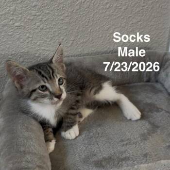 Socks -  Domestic Short Hair Cat for Adoption in League City, Texas - Socks | PetCurious