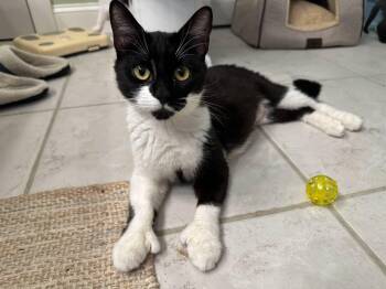 Kenzie (very friendly) -  Tuxedo Cat for Adoption in Hanson, Massachusetts - Kenzie (very Friendly) | PetCurious