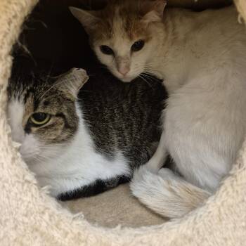 Domestic Short Hair Cats Available for Adoption in Schertz, Texas - Chiqui | PetCurious