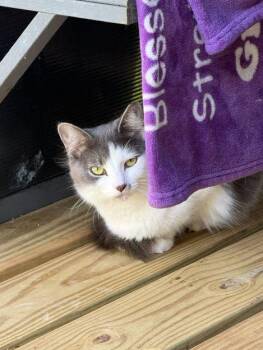 Rescue Domestic Short Hair Cats for Adoption in Ona, West Virginia - Willow | PetCurious